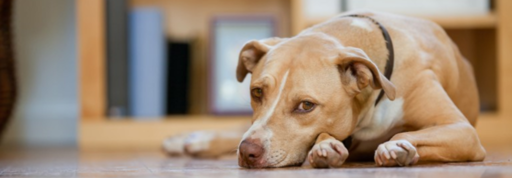 Alimento Natural para perros enfermos OhMyDog