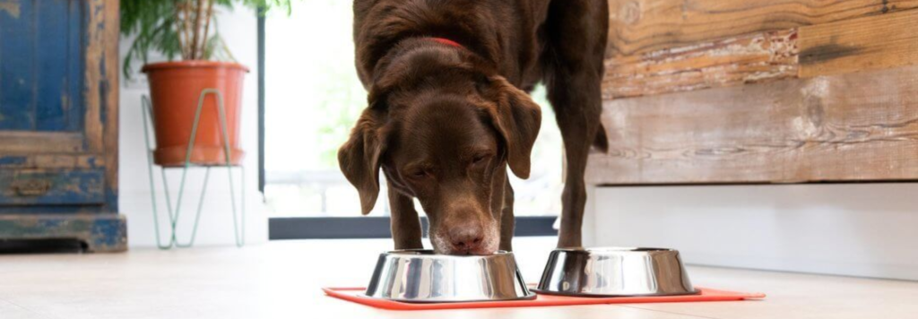 Alimento Natural para perros enfermos OhMyDog