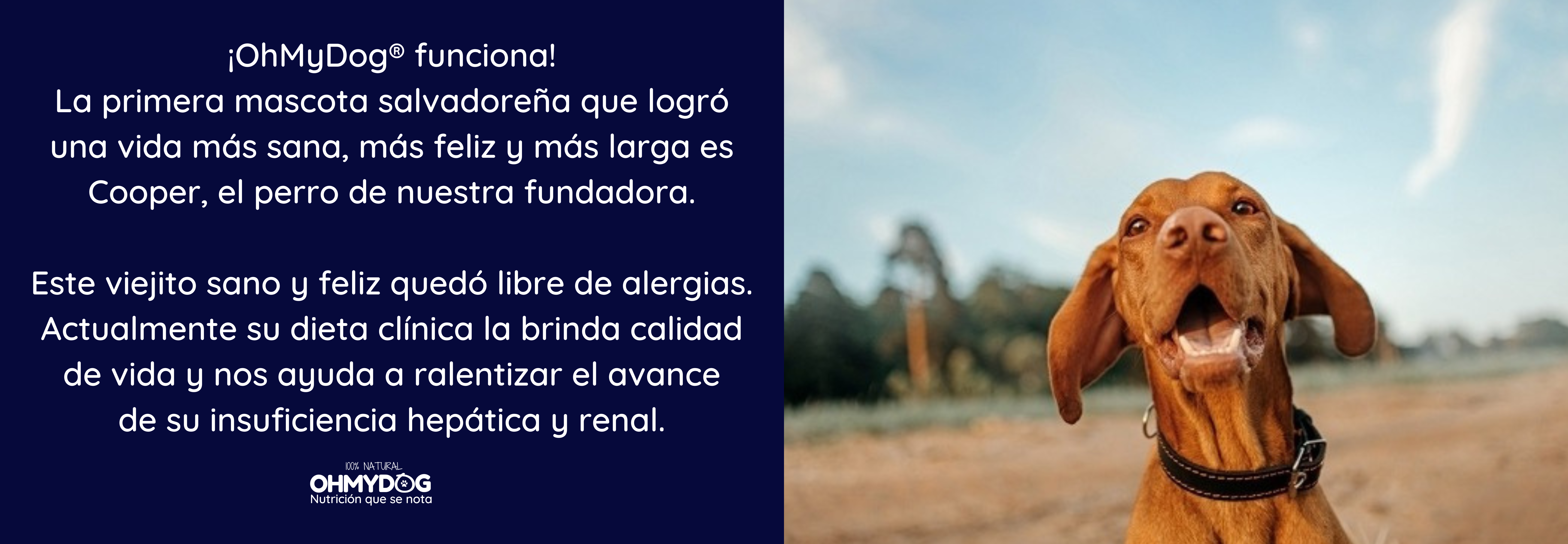 Alimento Natural para perros enfermos OhMyDog