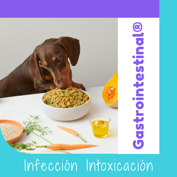 Dieta Gastrointestinal OHMYDOG
