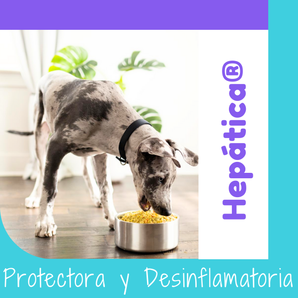 Dieta Hepática OHMYDOG