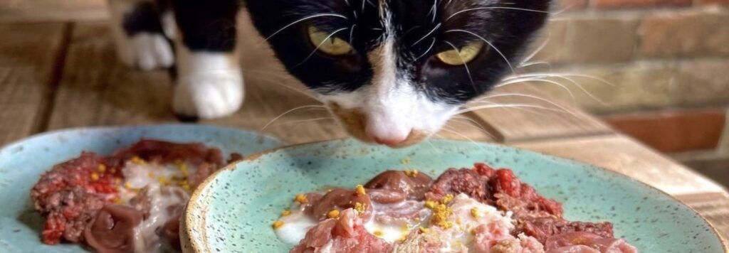 BARF para gatos