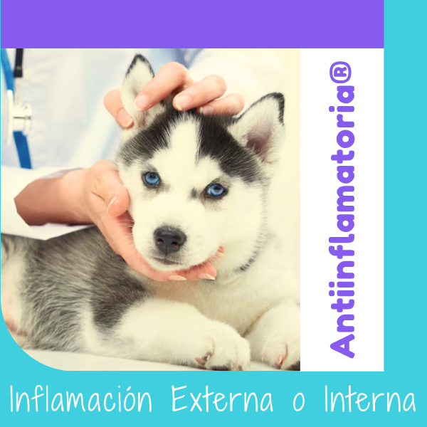 Dieta Antiinflamatoria OHMYDOG