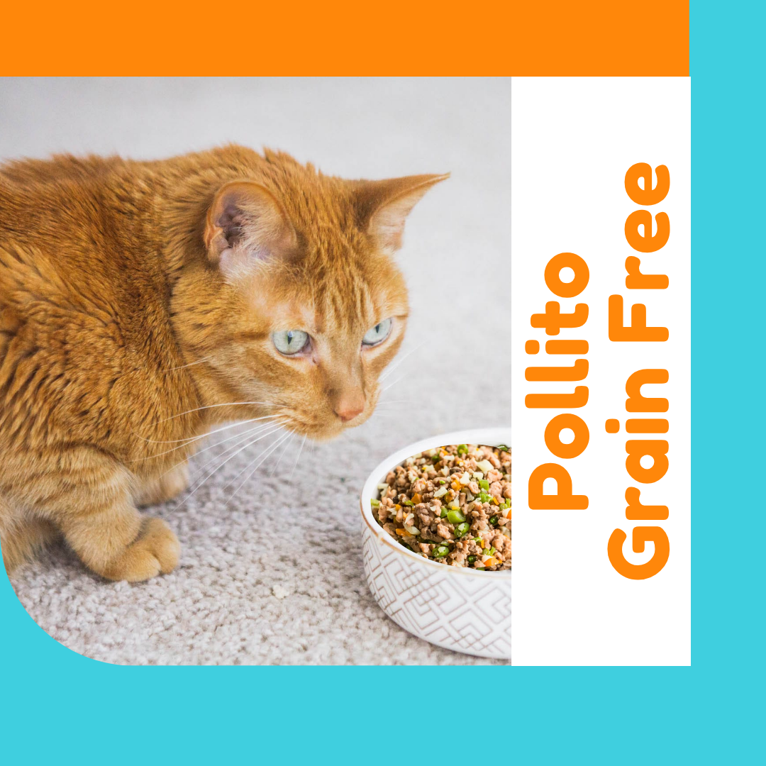OhMyDog también hace Alimento Natural pra Gatos!