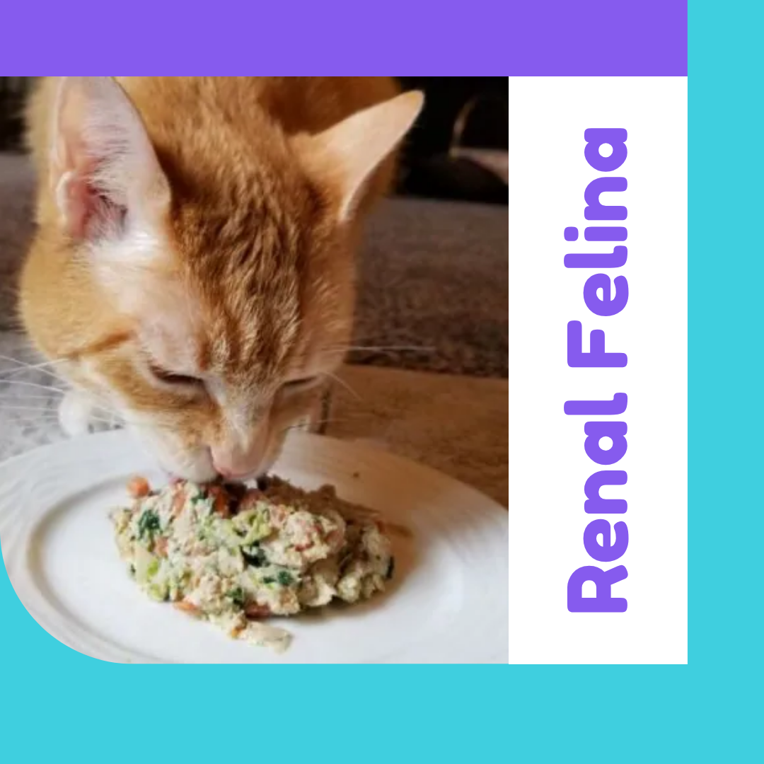 OhMyDog también hace Alimento Natural pra Gatos!